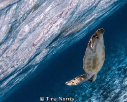 Snorkeling with Sea Turtles, Spotts Beach by Tina Norris 